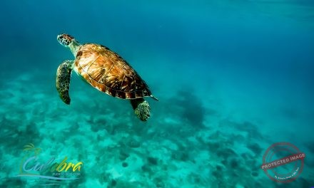 Top Rated Culebra Snorkeling Charters & Tours  <BR><h3>From San Juan, Fajardo, Ceiba Ferry & Visitors Already in Culebra</h3>